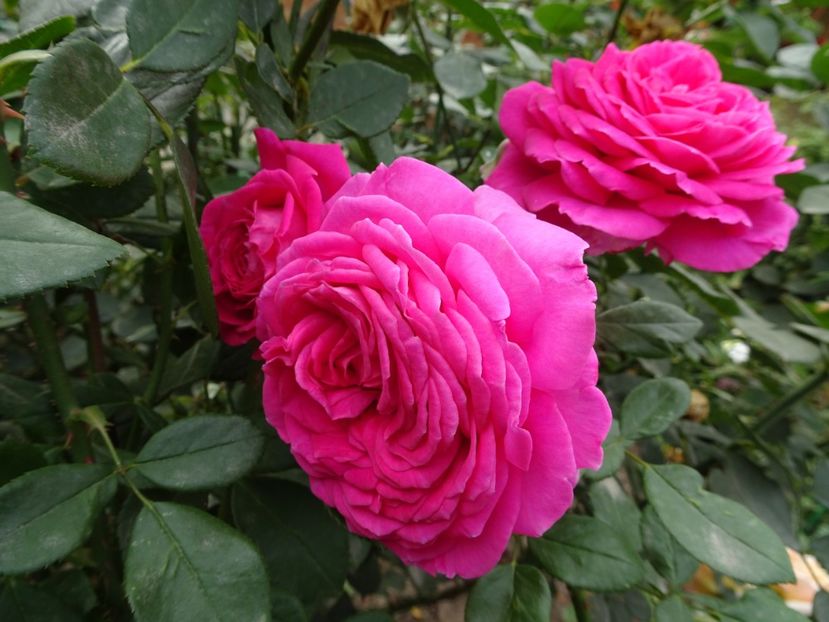 Claire Mashall - OCTOMBRIE 2022