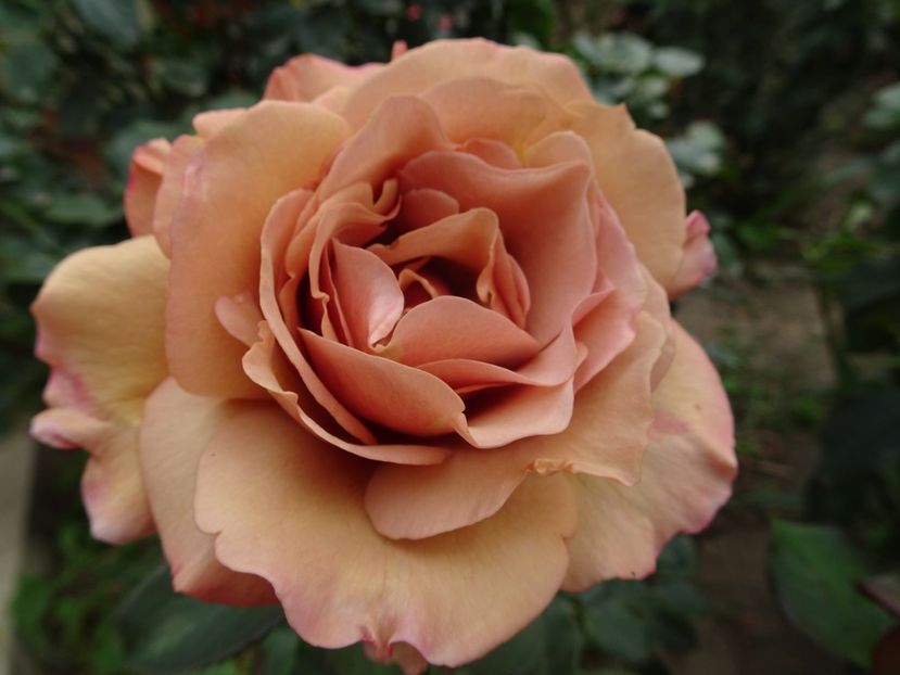 Mokarosa - OCTOMBRIE 2022