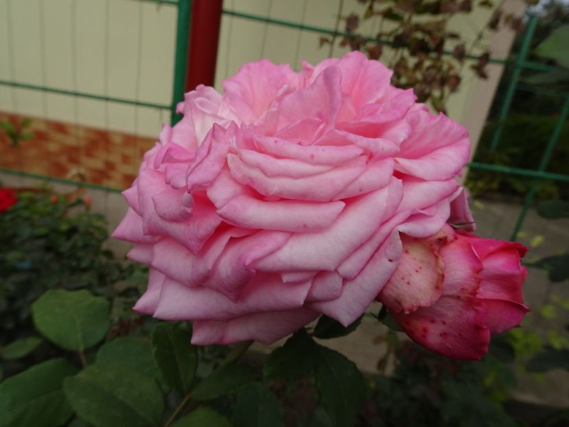 Ashley - OCTOMBRIE 2022