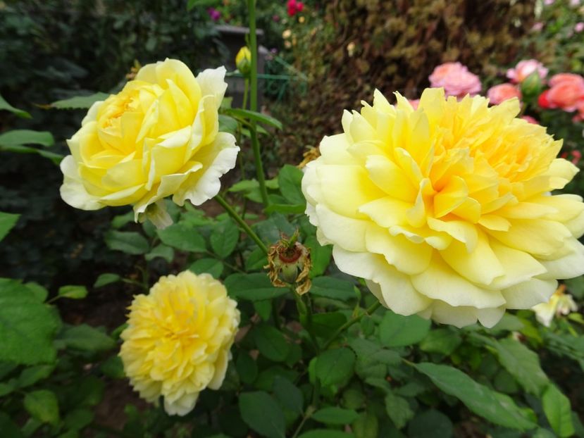 Sunshine - OCTOMBRIE 2022