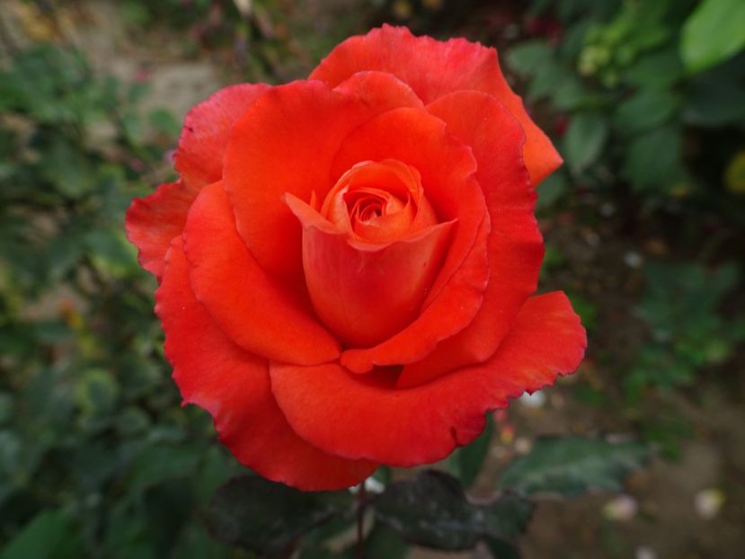 Valerie de Montgolifer - OCTOMBRIE 2022