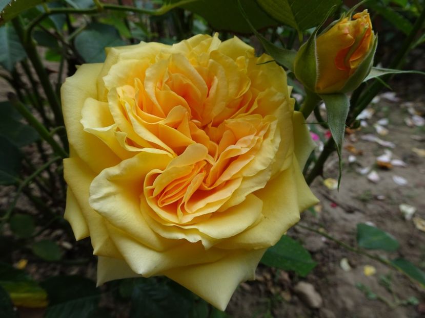 Cappuccino - OCTOMBRIE 2022