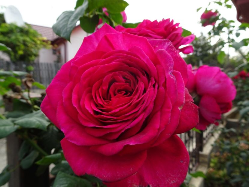 J.W.Goethe - OCTOMBRIE 2022