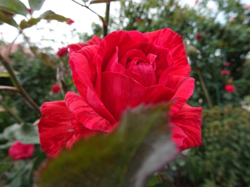 Red Intuition - OCTOMBRIE 2022