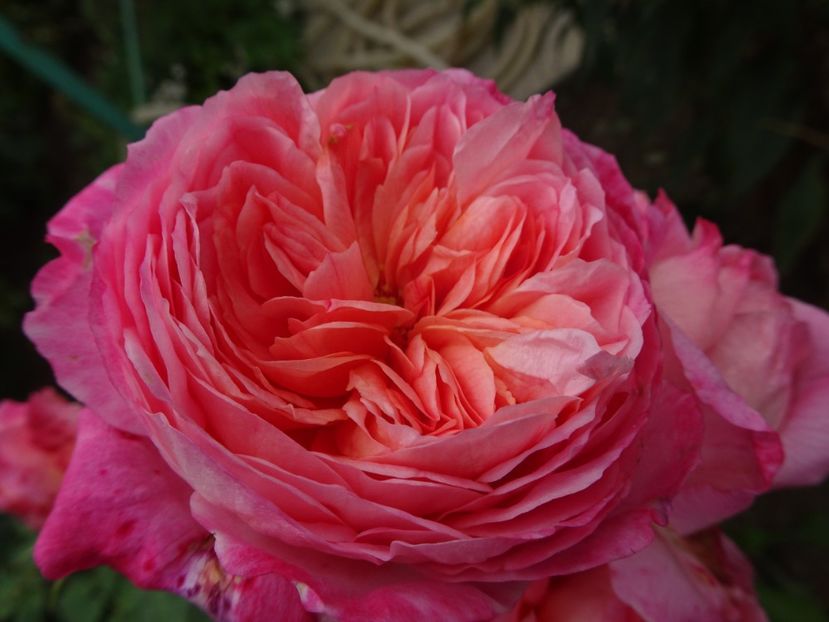 Lions Charity - OCTOMBRIE 2022