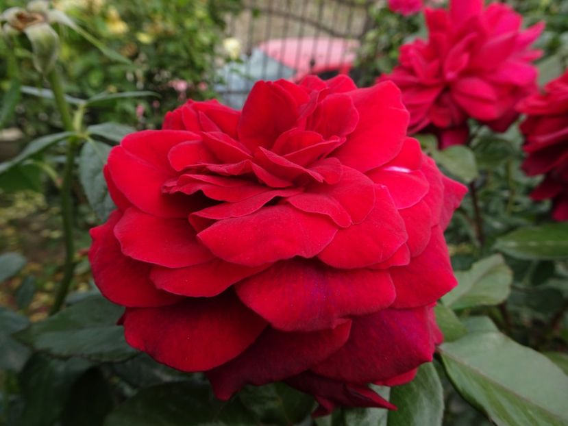 Bellevue - OCTOMBRIE 2022