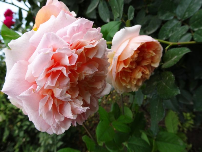 Versigny - OCTOMBRIE 2022