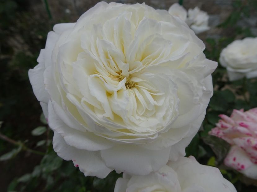 Irina - OCTOMBRIE 2022