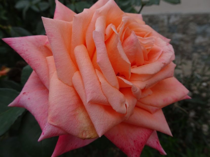 Florov nr 44 - OCTOMBRIE 2022