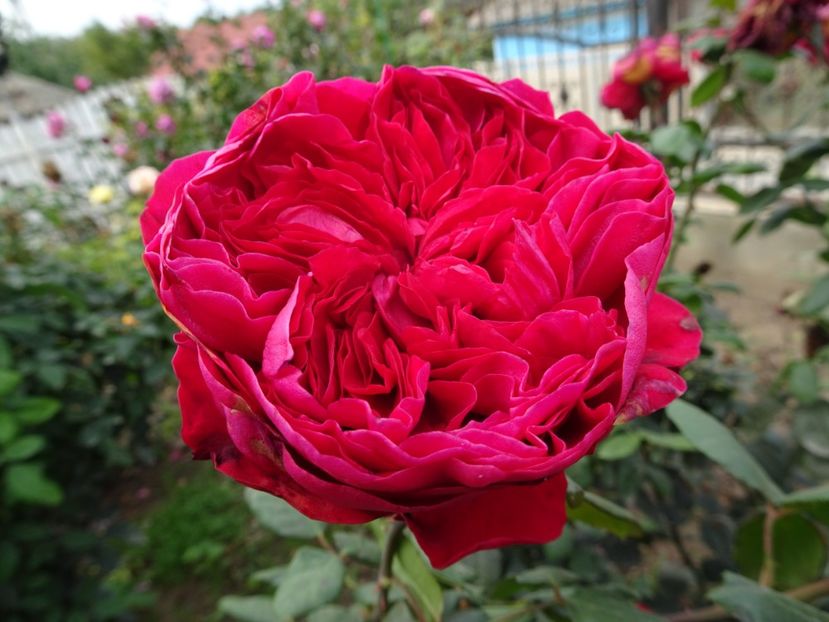 Alain Souchon - OCTOMBRIE 2022