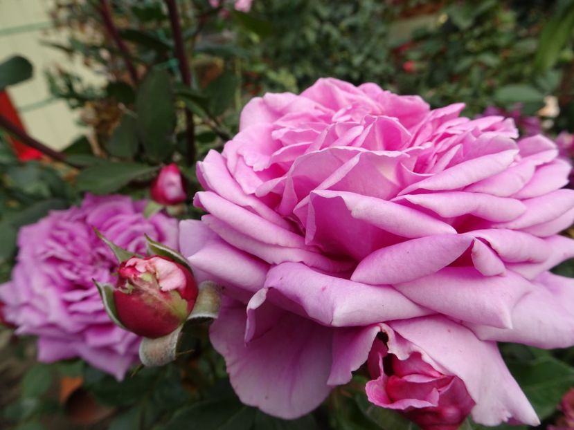 Claire Mashall - OCTOMBRIE 2022