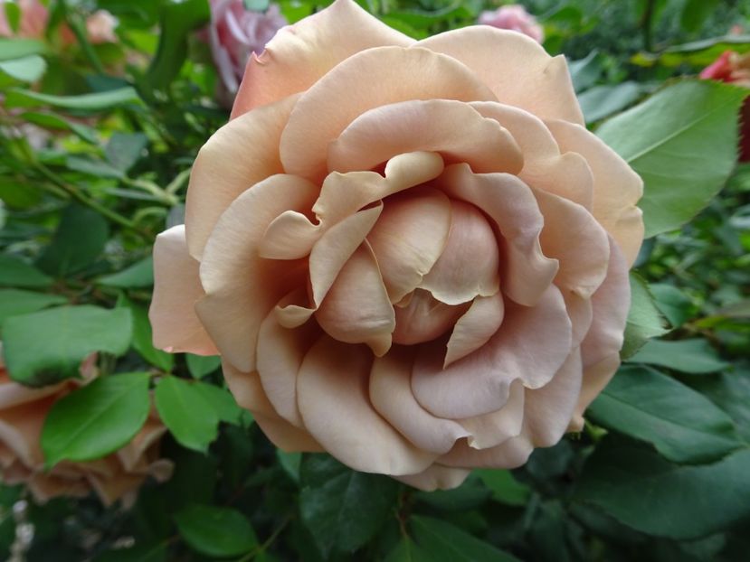 Koko Loco - OCTOMBRIE 2022