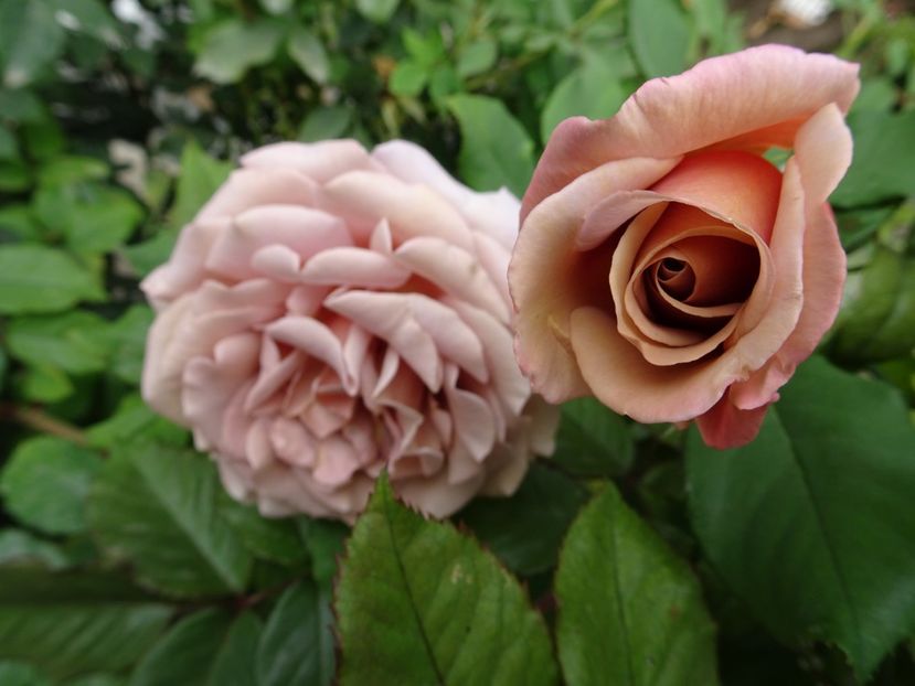 Koko Loco - OCTOMBRIE 2022