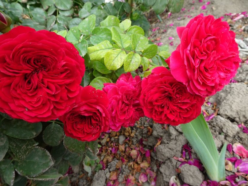 Red Leonardo da Vinci - OCTOMBRIE 2022