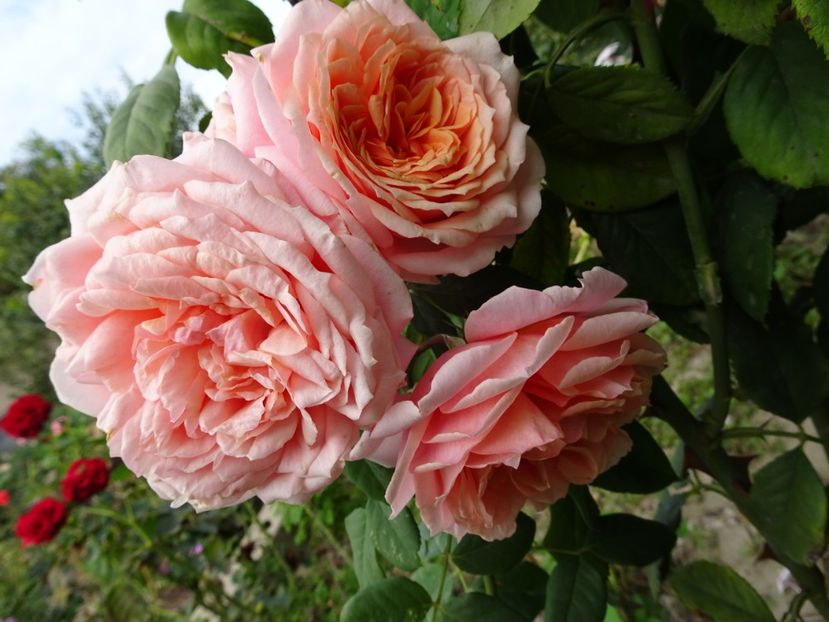 Paul Bocuse - OCTOMBRIE 2022