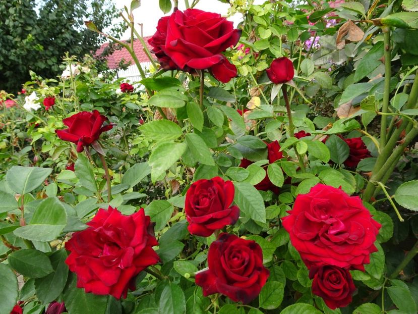 Niccolo Paganini - OCTOMBRIE 2022