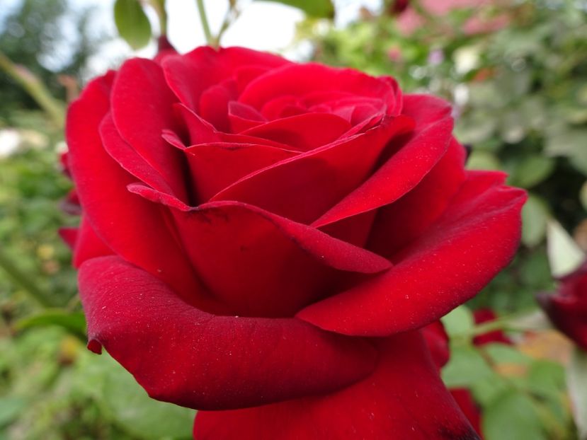 Niccolo Paganini - OCTOMBRIE 2022