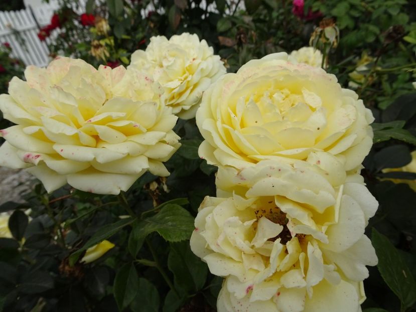 Marselisborg - OCTOMBRIE 2022