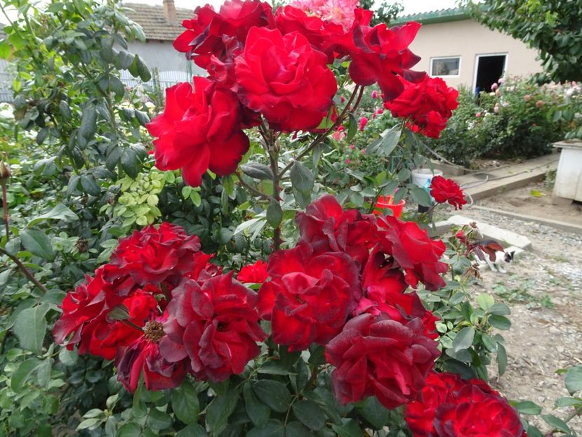 Montana - OCTOMBRIE 2022