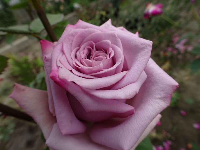 Dimov nr. 59 - OCTOMBRIE 2022