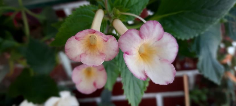 cu hainute de toamna - RFs Lemon Pie