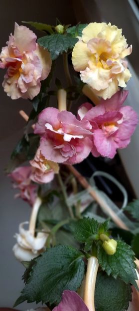  - Yellow English Rose