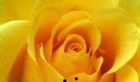 96593954_SSYQLDQ-1 - pictures