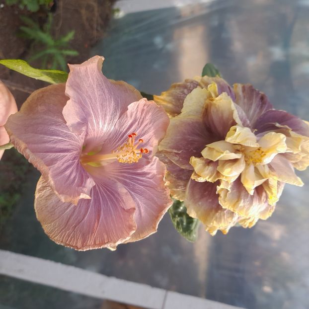 13.10.2022 - HIBISCUSI 2022-6