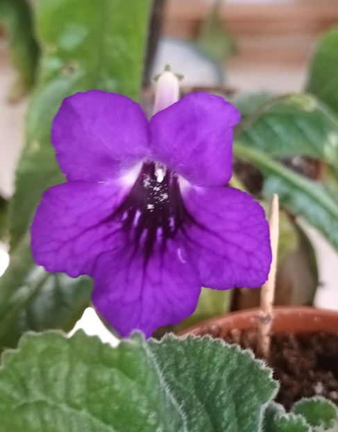  - STREPTOCARPUS