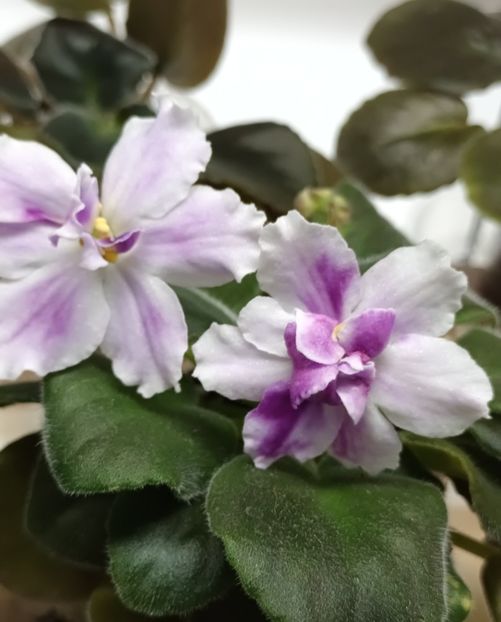 VaT Pul Sar - PORTRETE