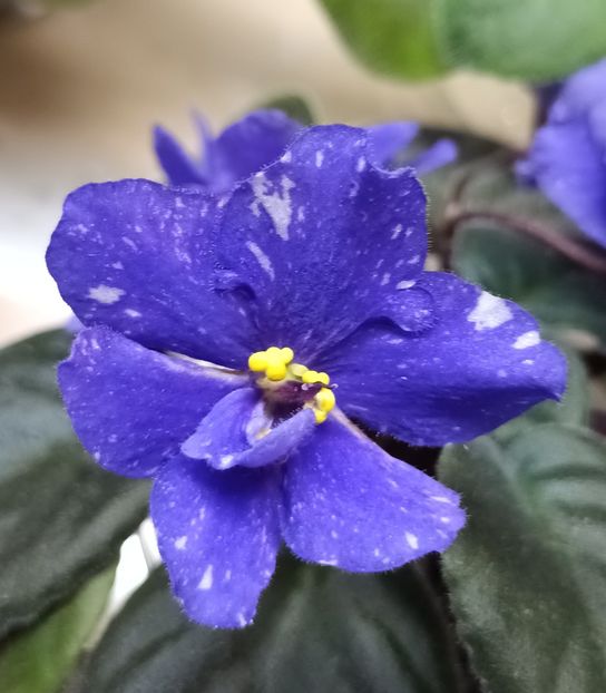 Rainbow Quiet Riot - PORTRETE