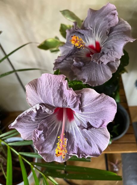 630CA2FD-3A10-4C50-AB54-152334A4BE8C - Hibiscus