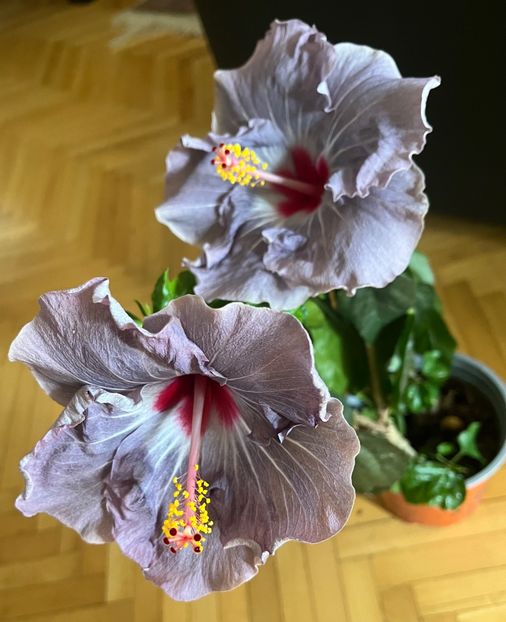 9BCCFA06-A5D3-4A39-9967-C57218E840C8 - Hibiscus
