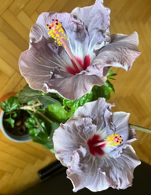 82273E7A-6567-4666-BB01-F1AADC55AB7D - Hibiscus