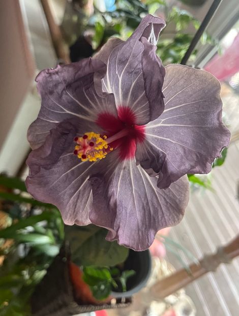 8EB04742-15F0-48E3-861D-D97C170EAB42 - Hibiscus