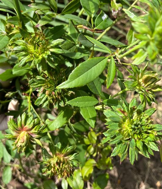 Viridiflora - Trandafiri 2022 3