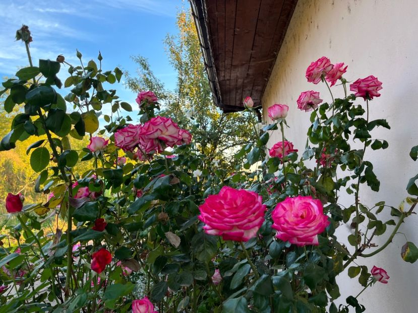 FB21DCBE-C6B4-4CE1-8B98-310CCD1C3B65 - Trandafiri 2022 3