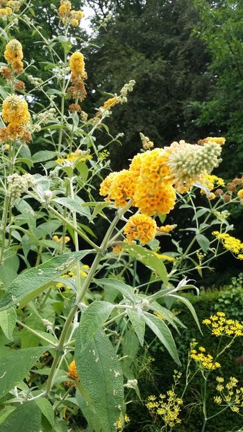 Buddleja Sungold 400l lei. - A Arbusti pomi decorativi și fructiferi urcatoare de vanzare