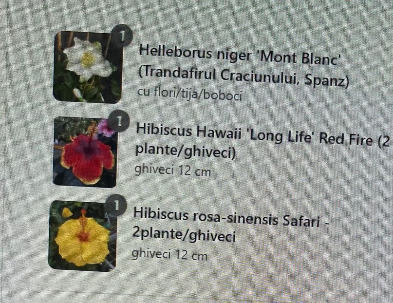 1AEE5906-2501-47F4-BF3F-F8552B6C6AA4 - Hibiscus