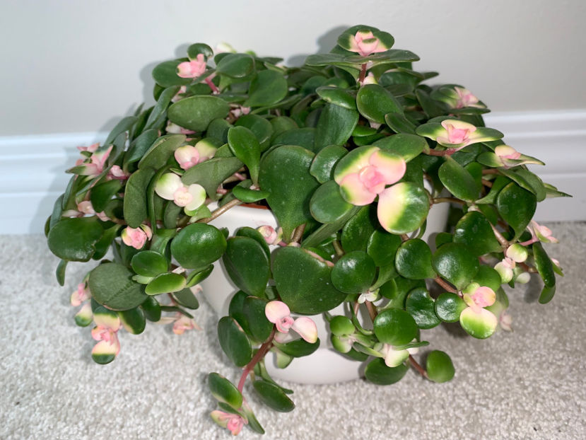 Jade plant   Portulacaria Afra Pink - Plante de interior 2022