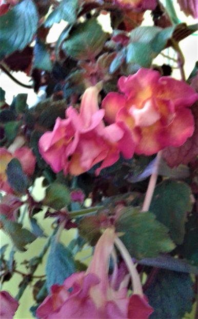  - Rizomii de achimenes 2023 2024