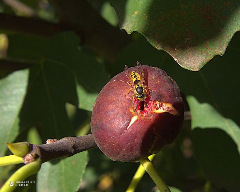 w-Deco 003 - INSECTE - BUGS