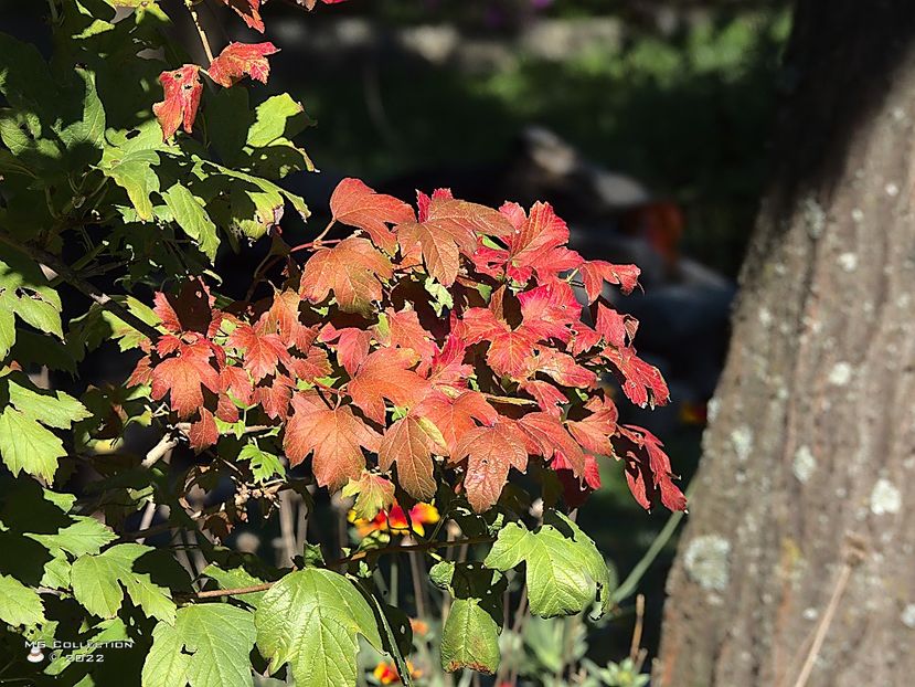 w-Frunze de toamna-Autumn leafs - PEISAJE-PARCURI-PARKS-LANDSCAPES