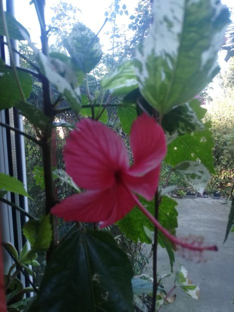  - Hibiscus