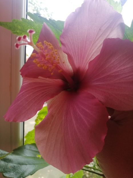  - Hibiscus
