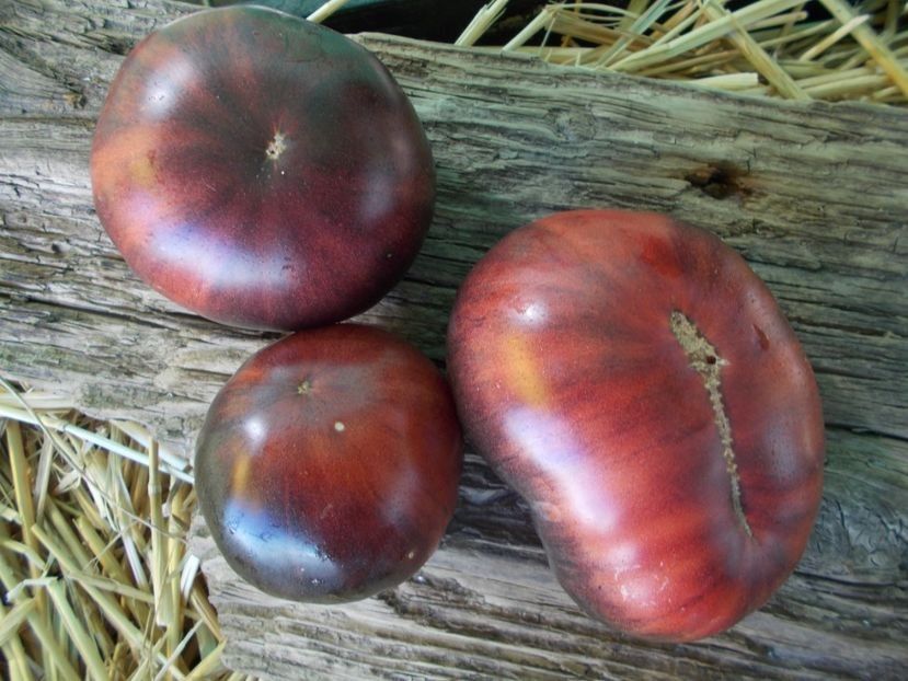  - SEMINTE ROSII - T 934 DIRTY CURTY