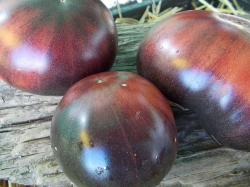  - SEMINTE ROSII - T 934 DIRTY CURTY