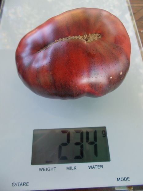  - SEMINTE ROSII - T 934 DIRTY CURTY