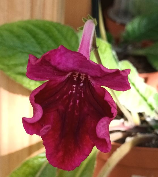  - STREPTOCARPUS