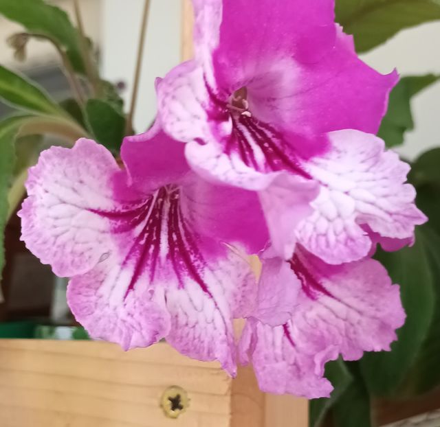 - STREPTOCARPUS